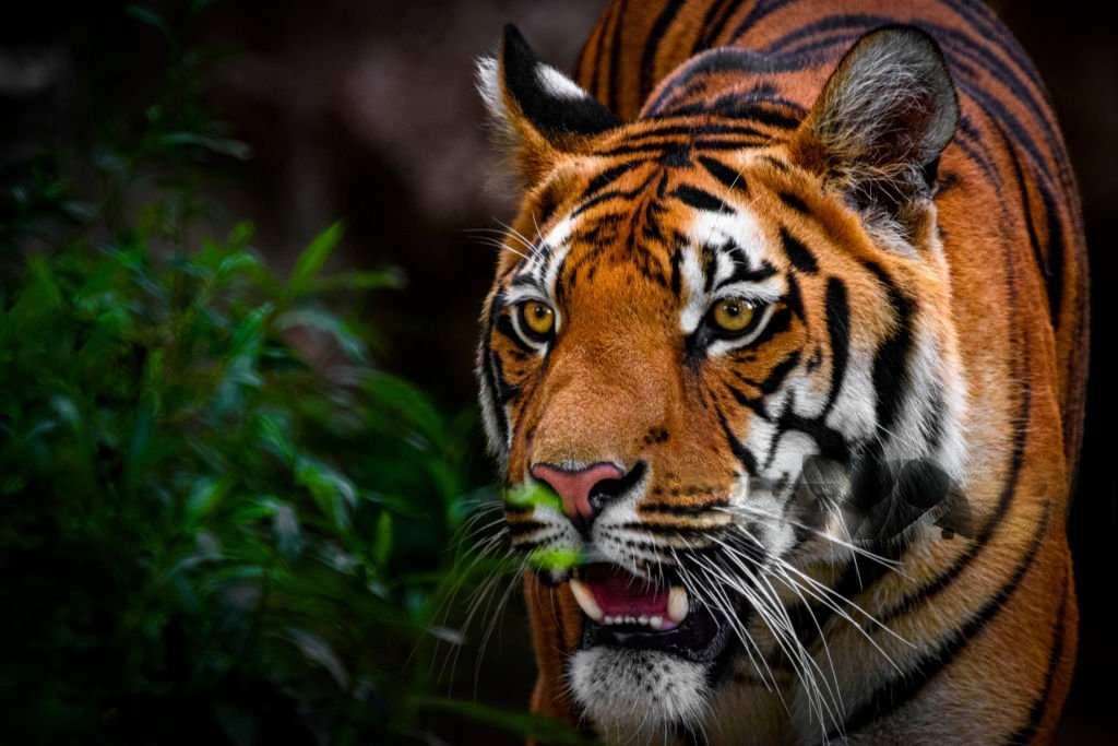 Kanha national park tiger reserve
